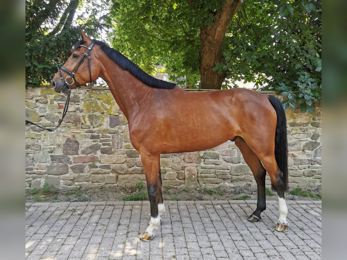 Oldenburger Springpferd Wallach 5 Jahre 175 cm Brauner in Dreieich