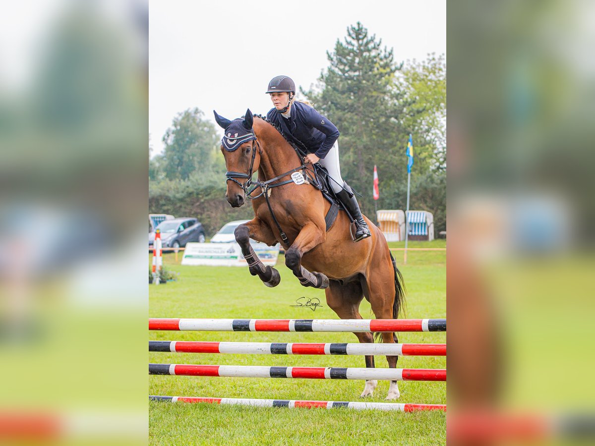 Oldenburger Springpferd Wallach 5 Jahre 179 cm Brauner in Redefin