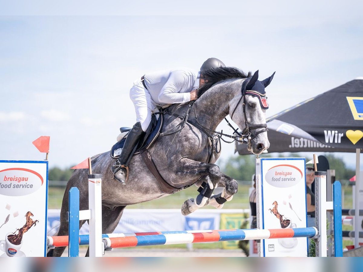 Oldenburger Springpferd Wallach 5 Jahre 185 cm Apfelschimmel in Emmendingen