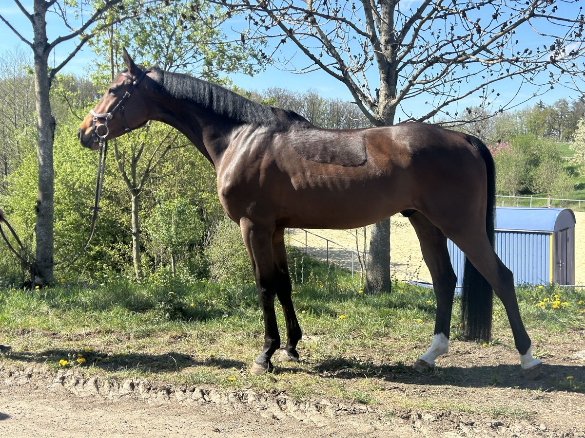 Oldenburger Springpferd Wallach 6 Jahre 160 cm Brauner in Burgthann