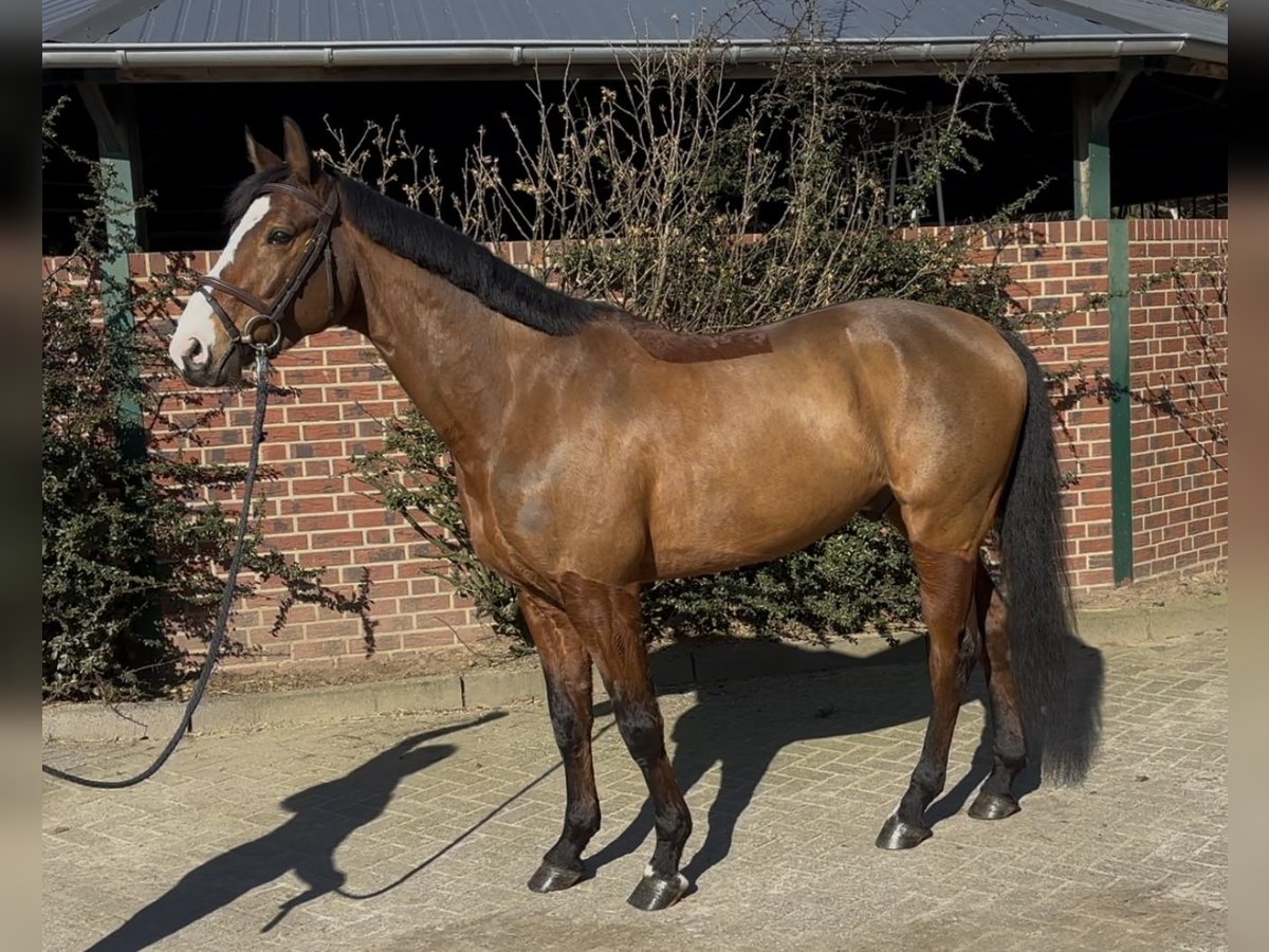 Oldenburger Springpferd Wallach 6 Jahre 162 cm Brauner in Nettetal