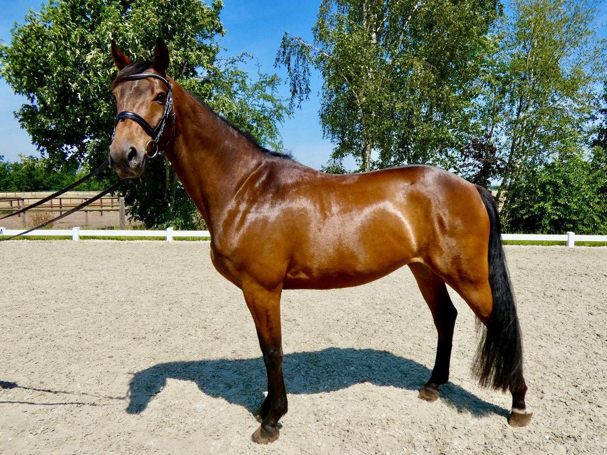 Oldenburger Springpferd Wallach 6 Jahre 165 cm Brauner in Wedemark