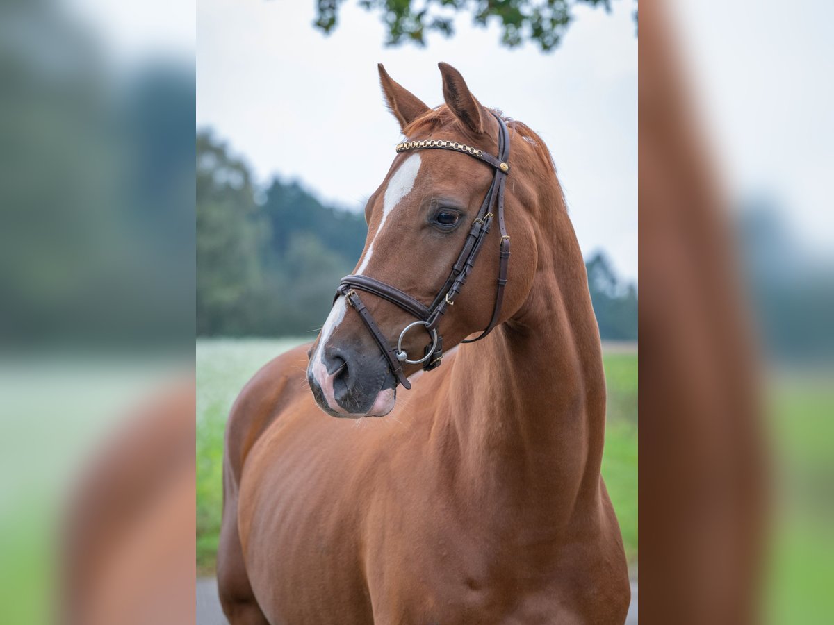 Oldenburger Springpferd Wallach 6 Jahre 166 cm Fuchs in Bramsche