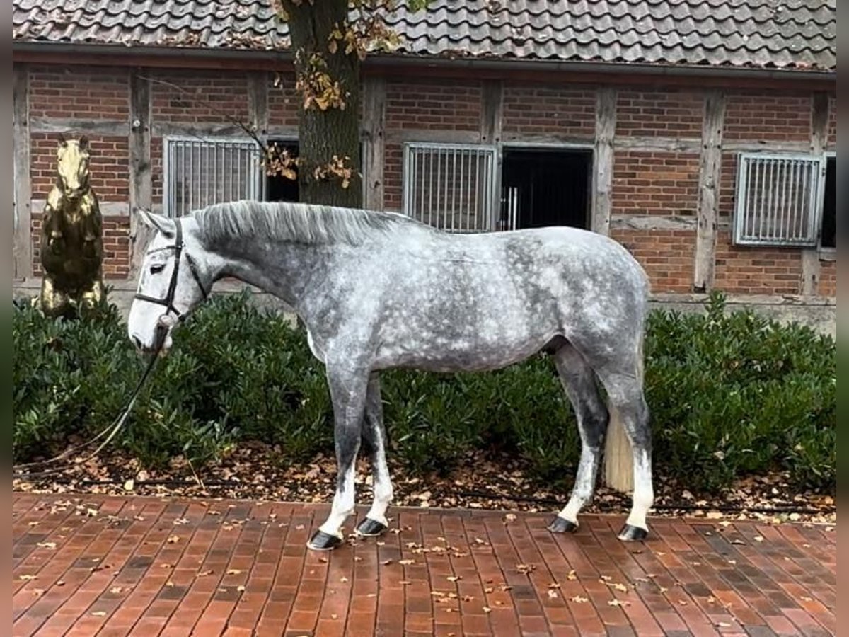 Oldenburger Springpferd Wallach 6 Jahre 168 cm Schimmel in Lohne (Oldenburg)