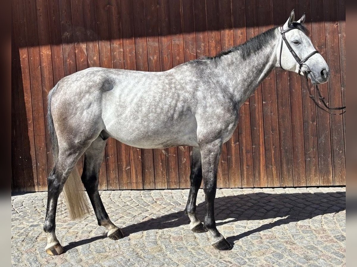 Oldenburger Springpferd Wallach 6 Jahre 169 cm Schimmel in Kirchansch&#xF6;ring