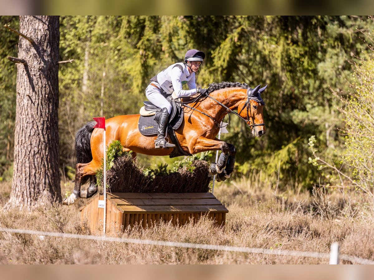 Oldenburger Springpferd Wallach 6 Jahre 170 cm Brauner in Bad Bevensen