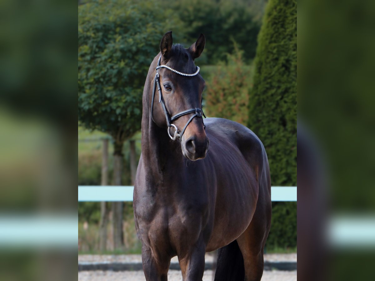Oldenburger Springpferd Wallach 6 Jahre 170 cm Schwarzbrauner in Schwäbisch Hall Oldenburger Springpferd Wallach 6 Jahre 170 cm Schwarzbrauner in Schwäbisch Hall