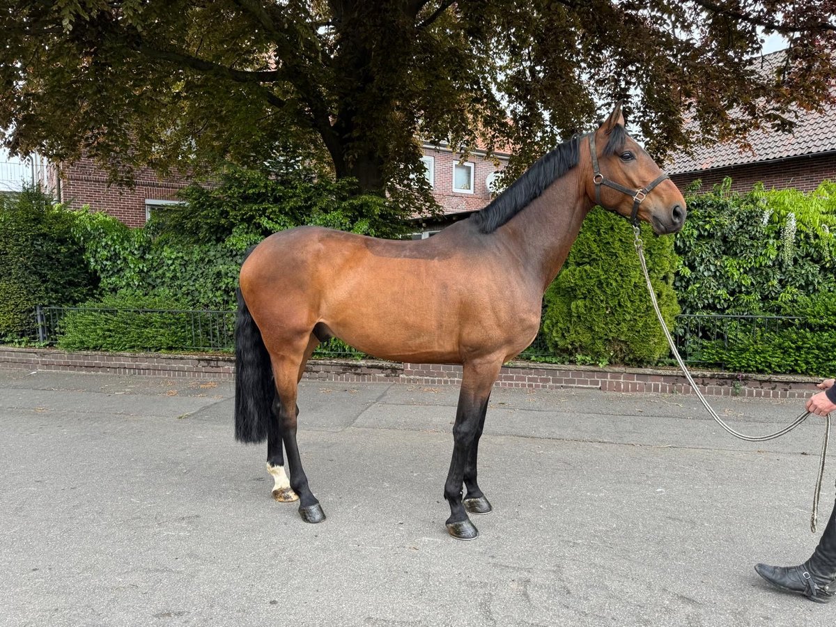 Oldenburger Springpferd Wallach 6 Jahre 172 cm Brauner in Auetal