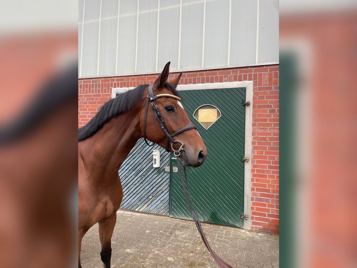 Oldenburger Springpferd Wallach 6 Jahre 172 cm Brauner in Berge