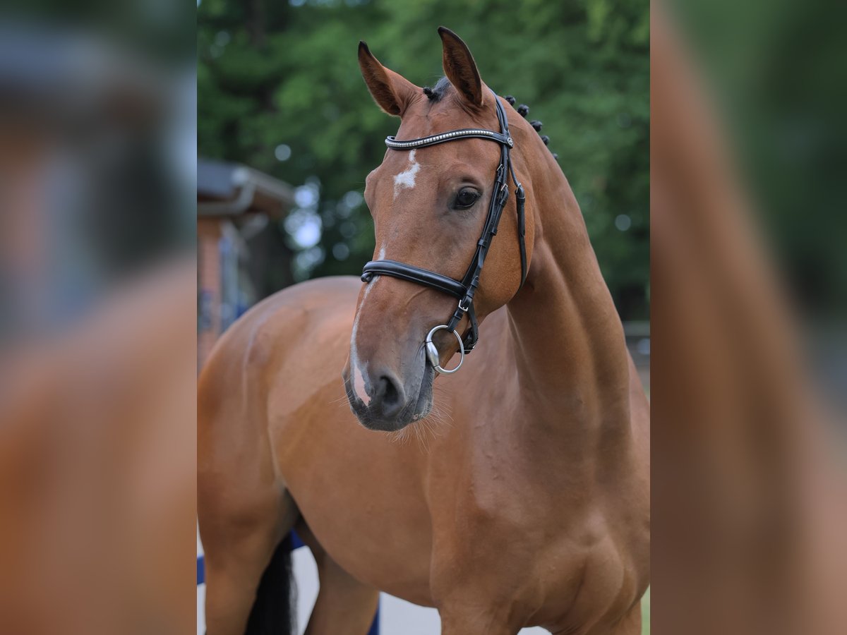Oldenburger Springpferd Wallach 6 Jahre 172 cm Brauner in Diepholz