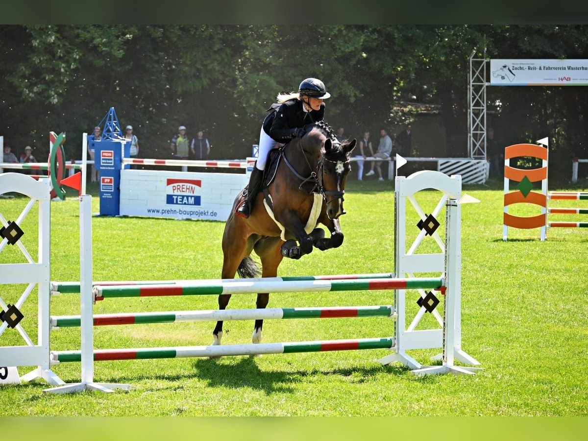 Oldenburger Springpferd Wallach 6 Jahre 172 cm Dunkelbrauner in Trassenheide