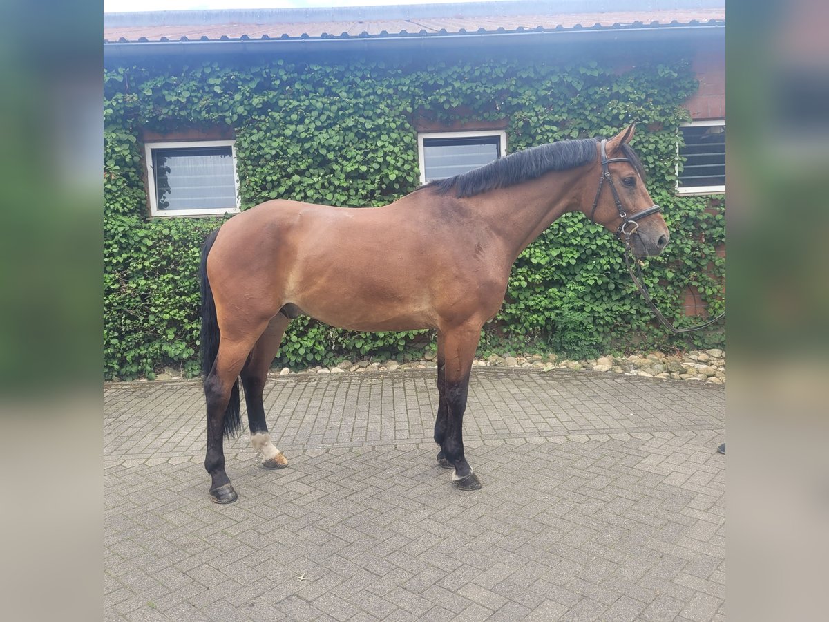 Oldenburger Springpferd Wallach 6 Jahre 174 cm Brauner in Bottrop