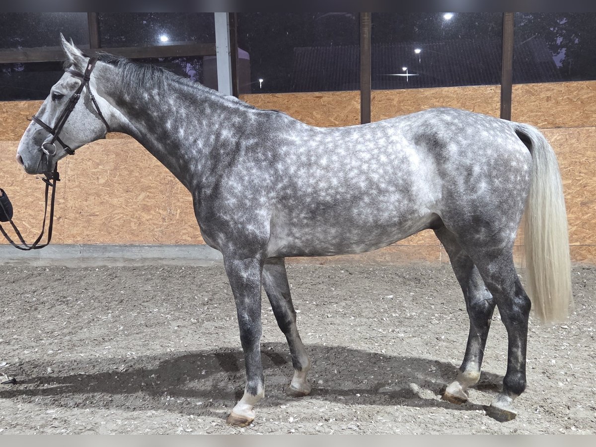 Oldenburger Springpferd Wallach 6 Jahre 175 cm Schimmel in Wettrup