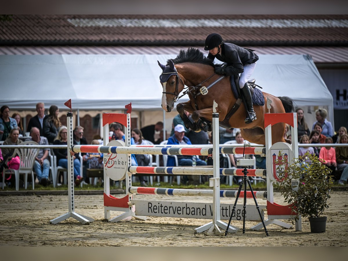 Oldenburger Springpferd Wallach 7 Jahre 160 cm Brauner in Bramsche