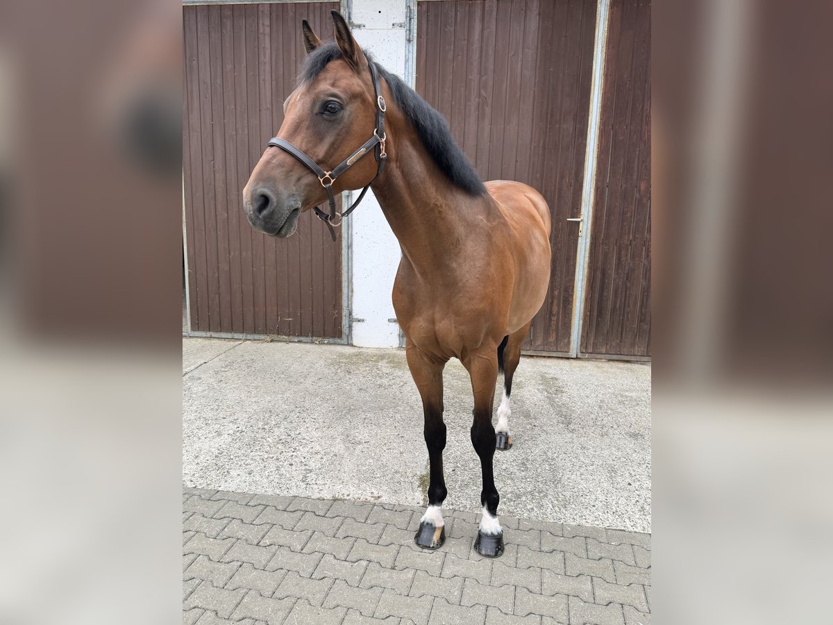Oldenburger Springpferd Wallach 7 Jahre 161 cm Brauner in Ellwangen (Jagst)