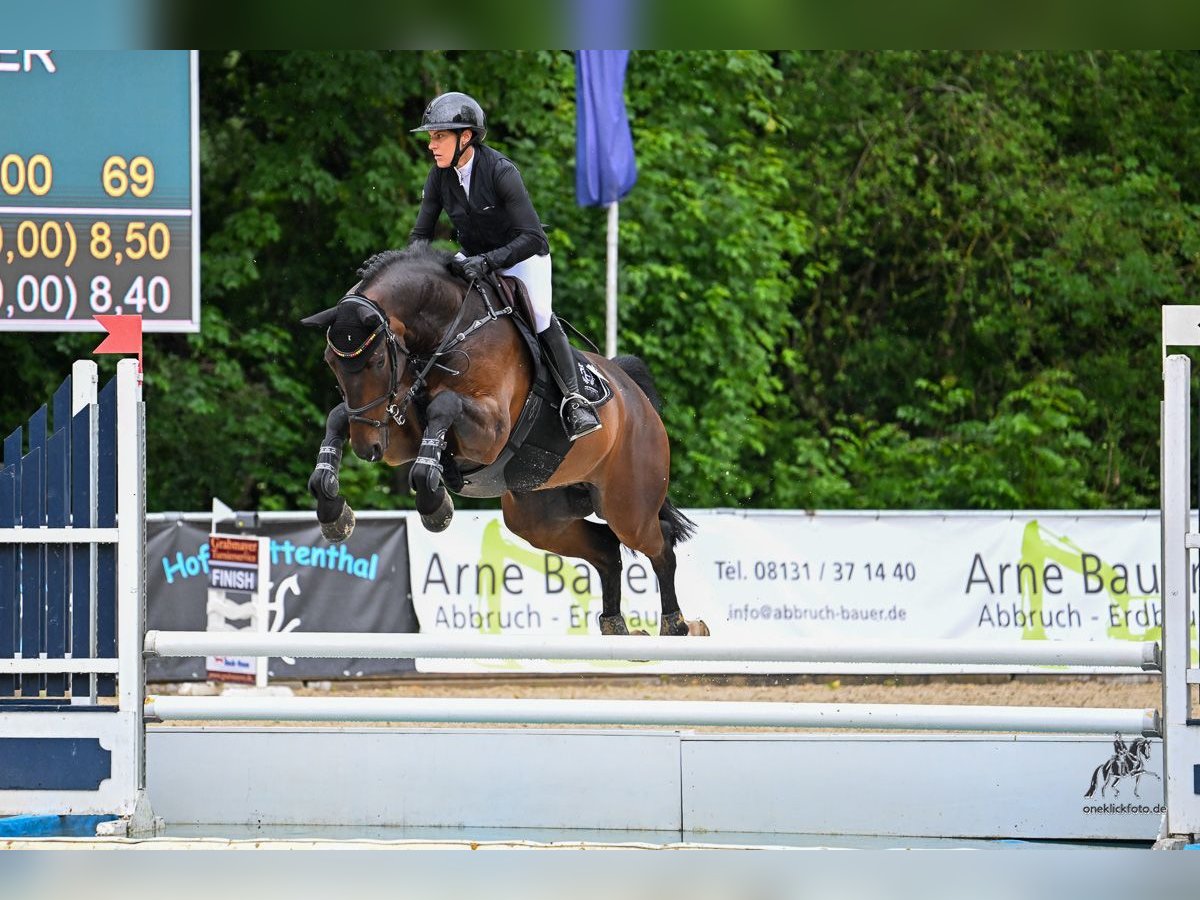 Oldenburger Springpferd Wallach 7 Jahre 165 cm Brauner in Bad W&#xF6;rishofen