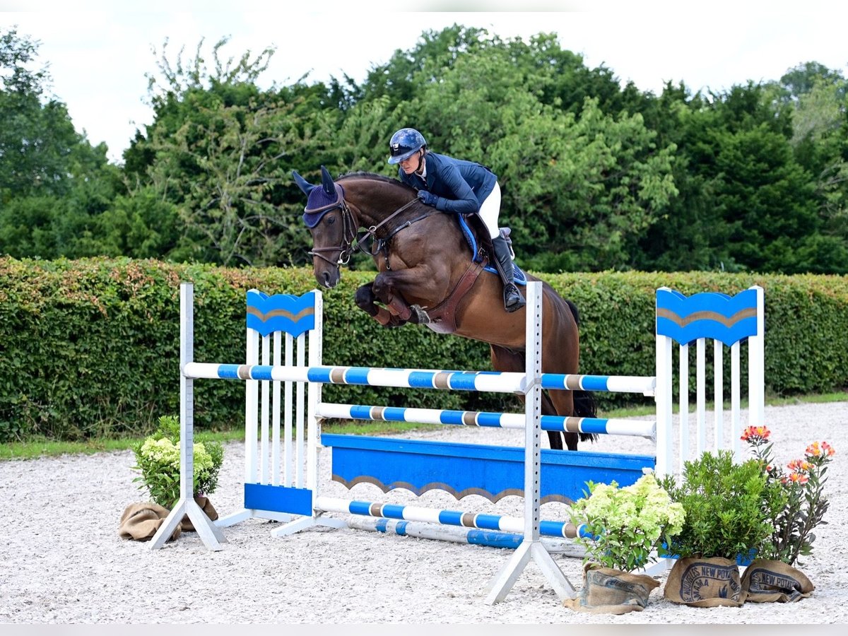 Oldenburger Springpferd Wallach 7 Jahre 165 cm Brauner in WardenburgWardenburg