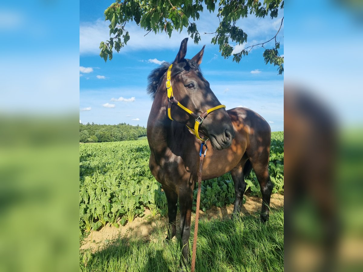 Oldenburger Springpferd Wallach 7 Jahre 165 cm Schwarzbrauner in Sinsheim