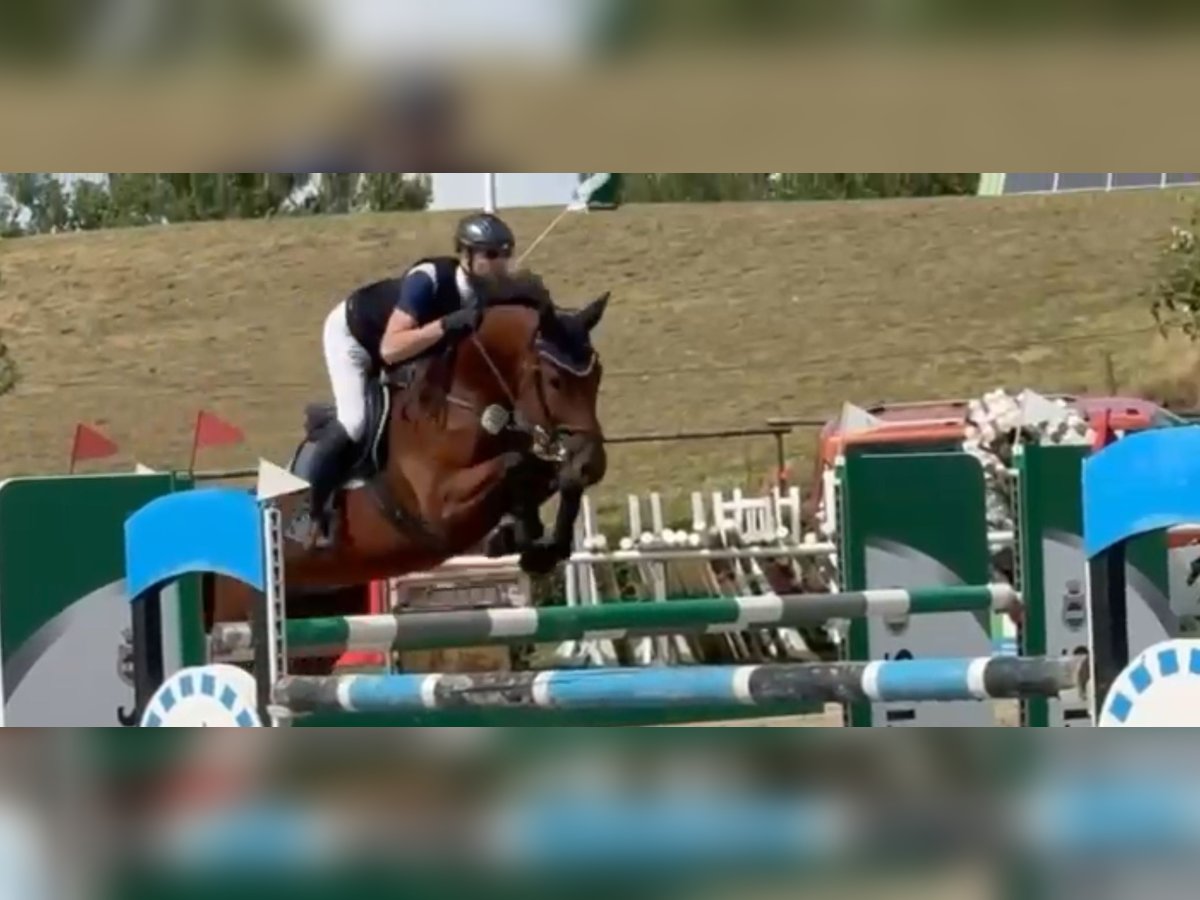 Oldenburger Springpferd Wallach 7 Jahre 166 cm Brauner in Arnsberg