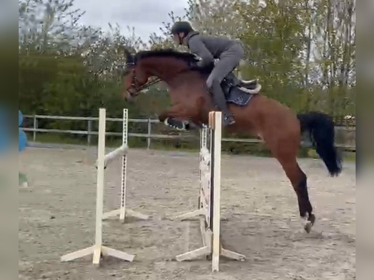 Oldenburger Springpferd Wallach 7 Jahre 168 cm Brauner in Uedem
