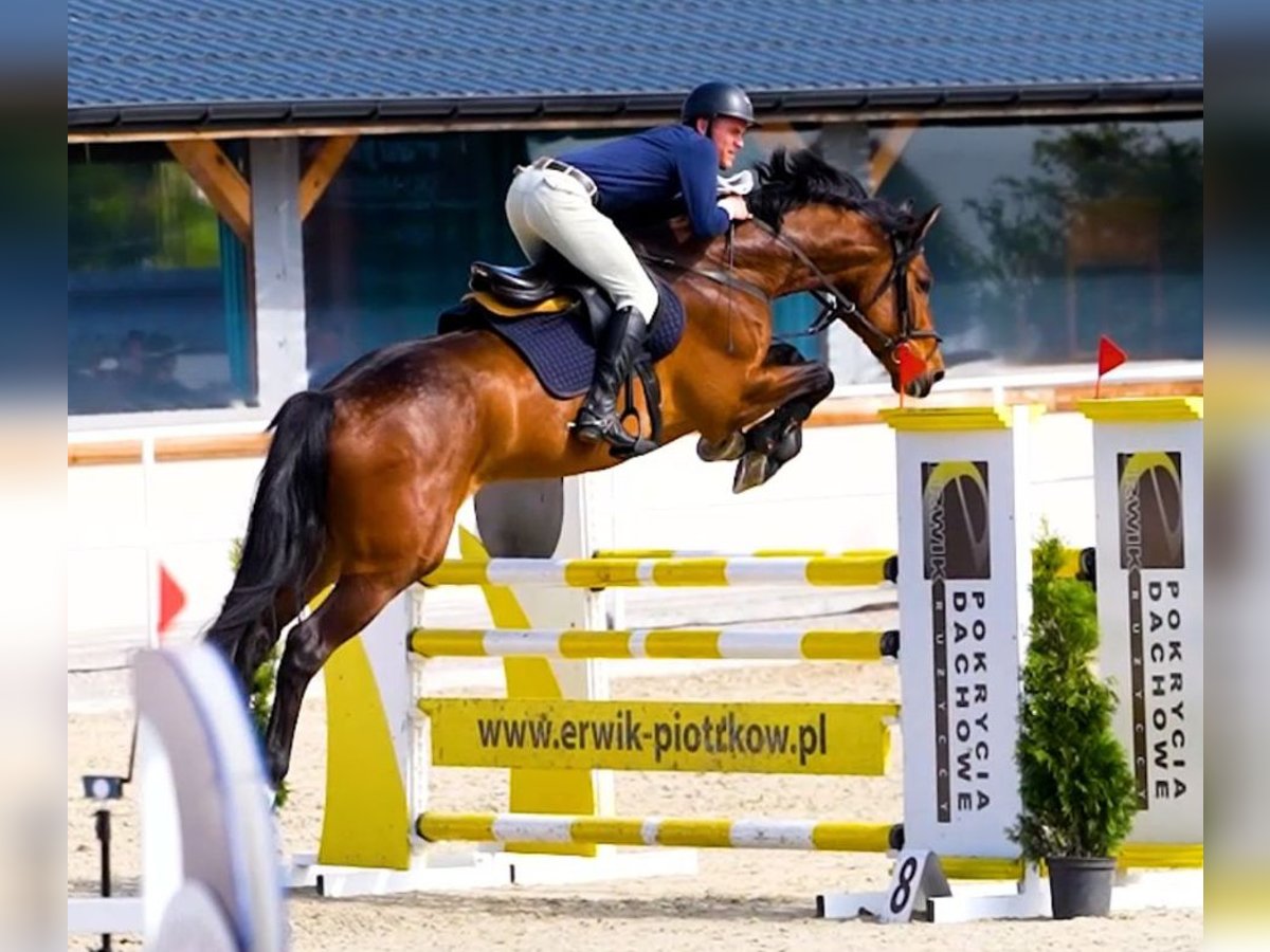 Oldenburger Springpferd Wallach 7 Jahre 168 cm Rotbrauner in W&#x105;wa&#x142;