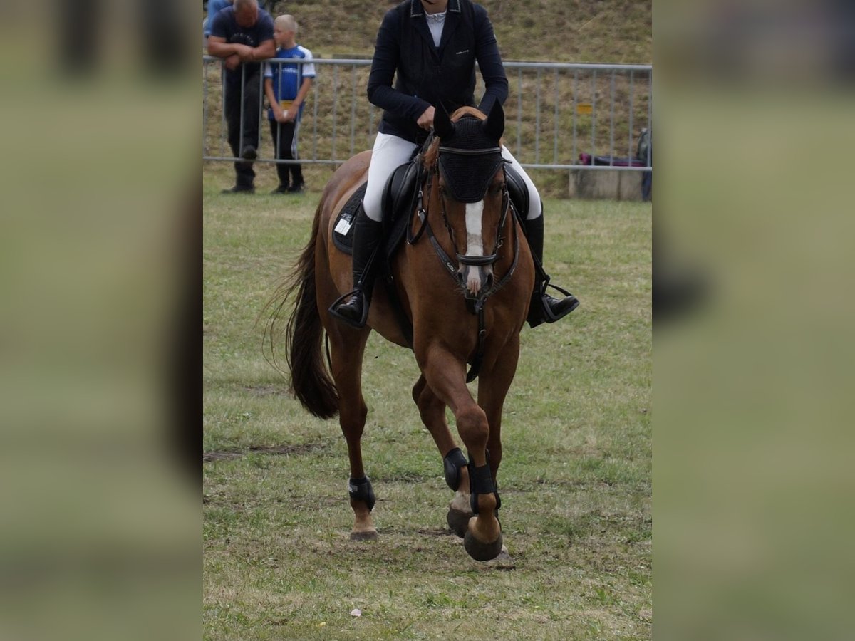 Oldenburger Springpferd Wallach 7 Jahre 169 cm Fuchs in Ziepel