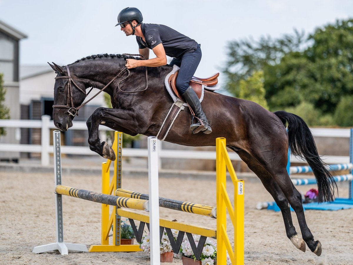 Oldenburger Springpferd Wallach 7 Jahre 169 cm Rappe in Zduchovice