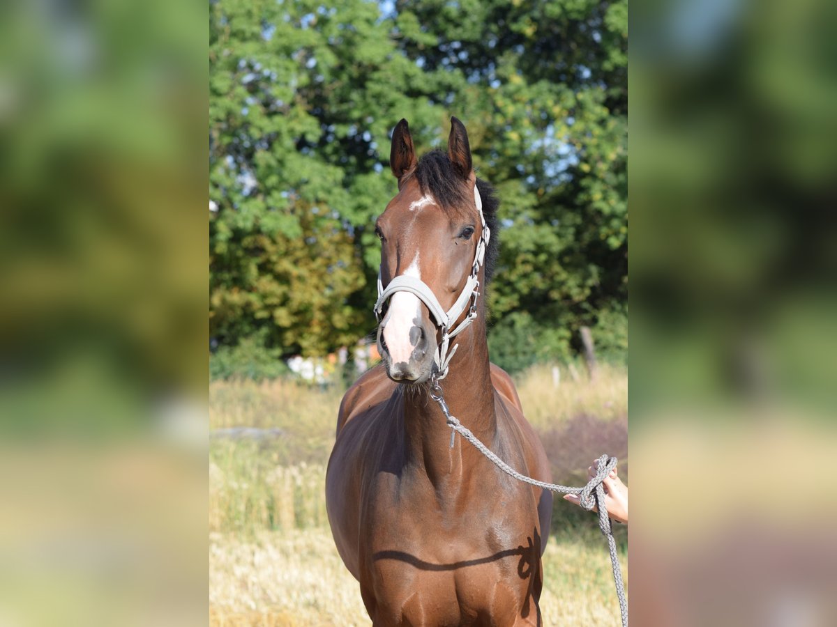 Oldenburger Springpferd Wallach 7 Jahre 170 cm Brauner in S&#xFC;dbrookmerland