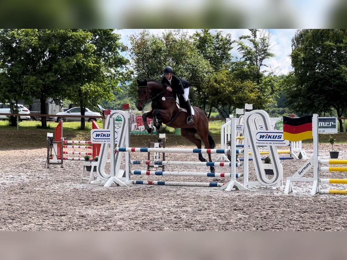 Oldenburger Springpferd Wallach 7 Jahre 170 cm Brauner in Hessisch Lichtenau