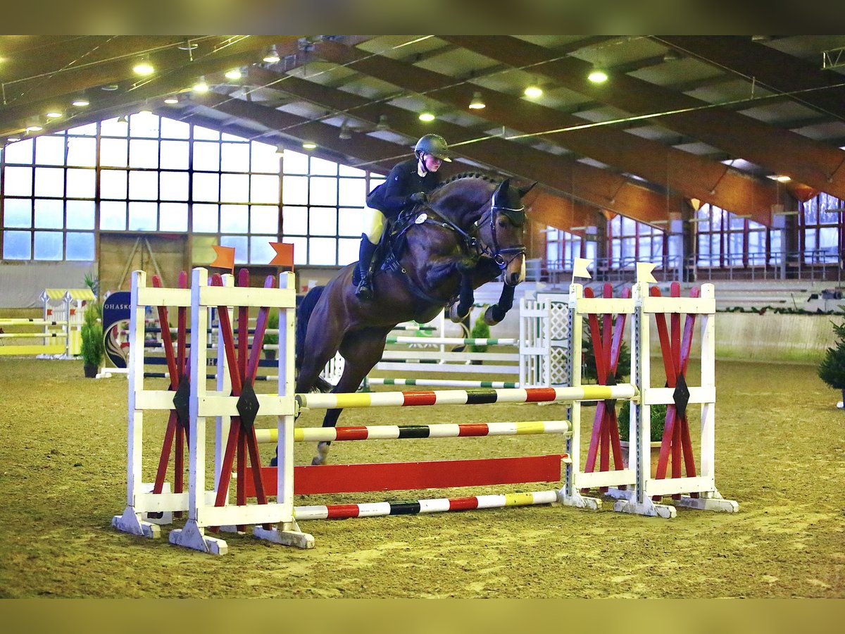 Oldenburger Springpferd Wallach 7 Jahre 170 cm Brauner in Pulheim