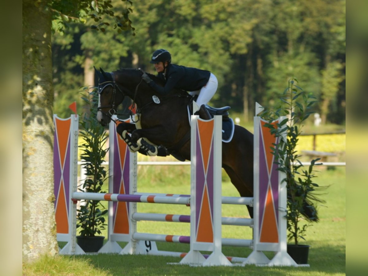 Oldenburger Springpferd Wallach 7 Jahre 170 cm Rappe in Munster