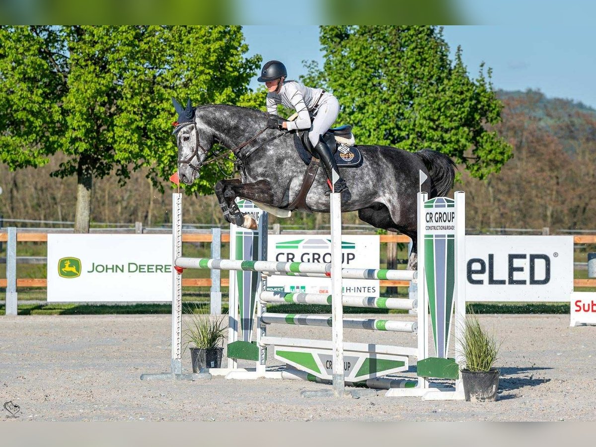 Oldenburger Springpferd Wallach 7 Jahre 170 cm Schimmel in Ptyrov