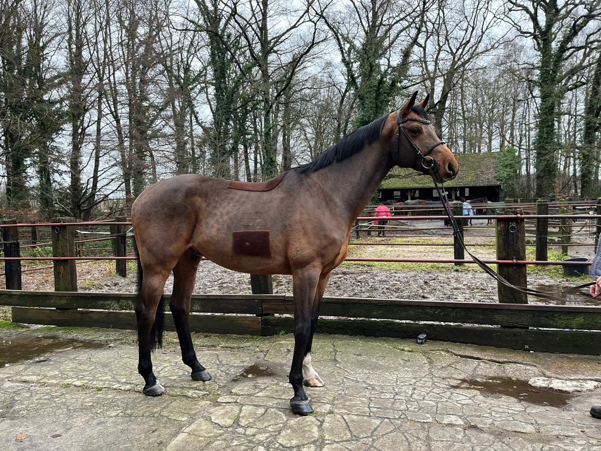 Oldenburger Springpferd Wallach 7 Jahre 172 cm Dunkelbrauner in Sassen-Trantow