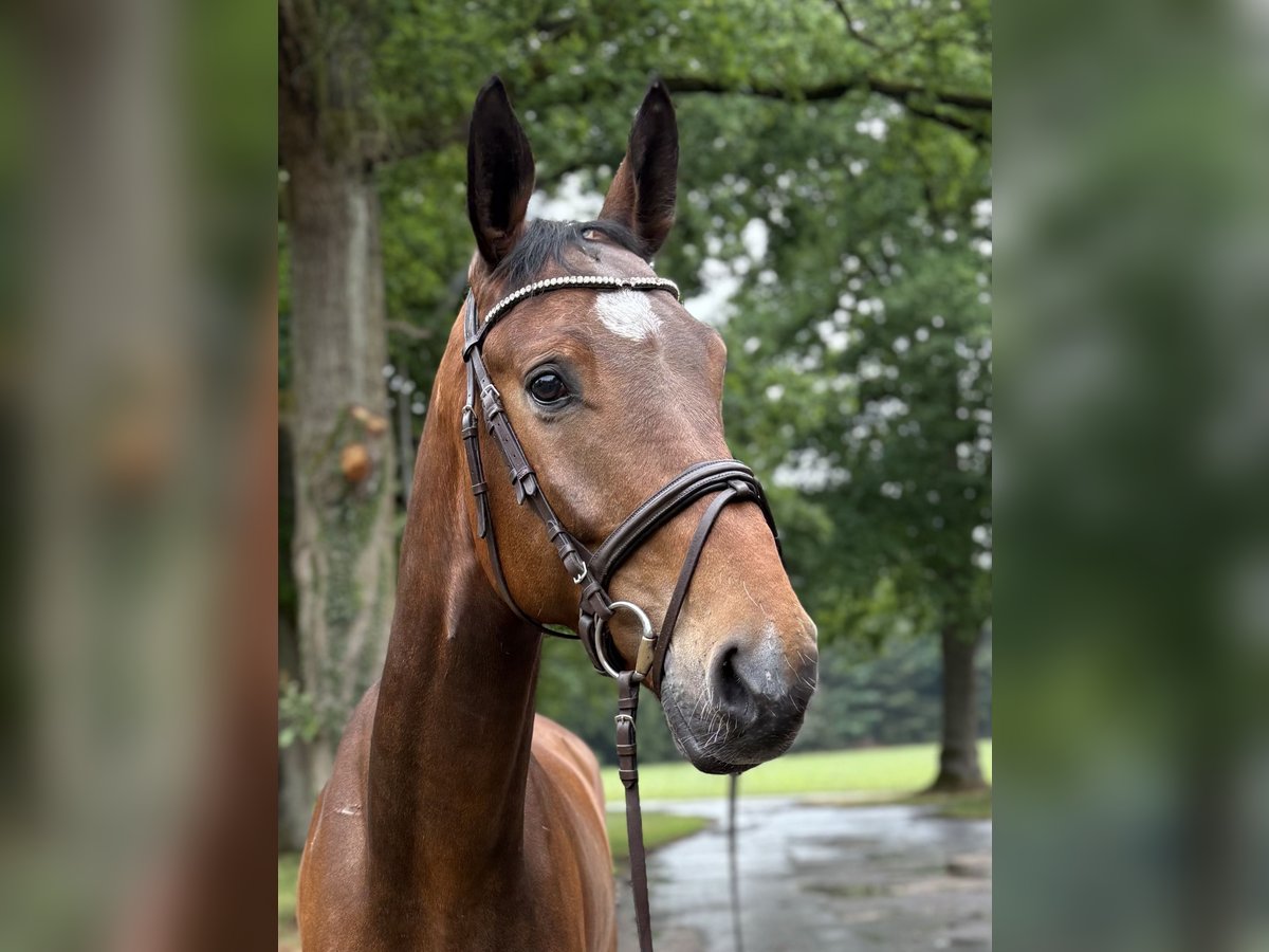 Oldenburger Springpferd Wallach 7 Jahre 173 cm Brauner in Versmold