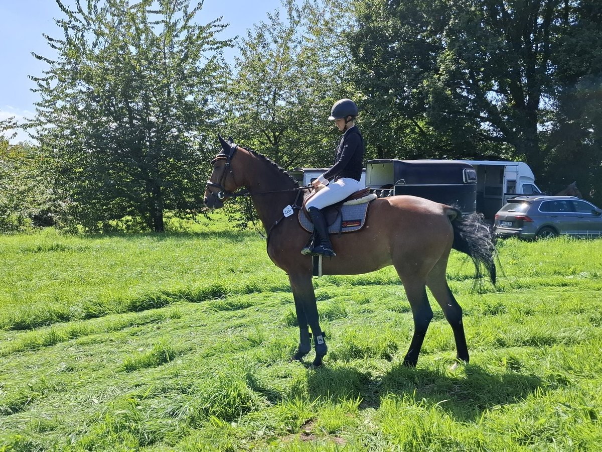 Oldenburger Springpferd Wallach 7 Jahre 173 cm Brauner in Versmold