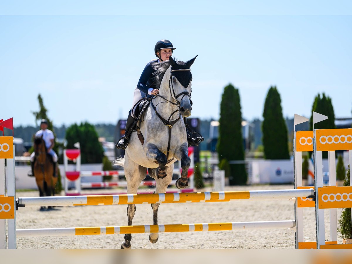 Oldenburger Springpferd Wallach 7 Jahre 173 cm Schimmel in K&#xF3;rnik