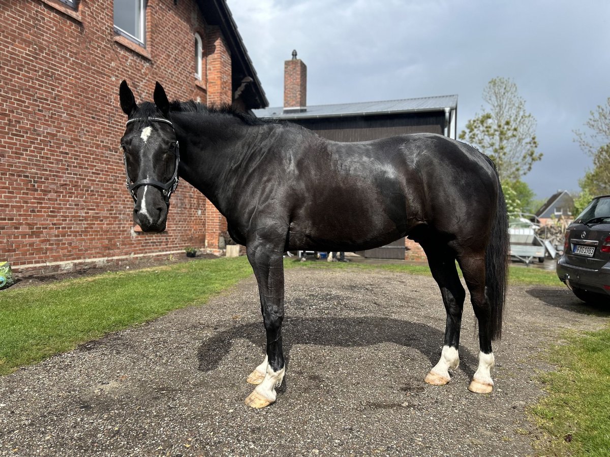 Oldenburger Springpferd Wallach 7 Jahre 175 cm Rappe in Oldenswort