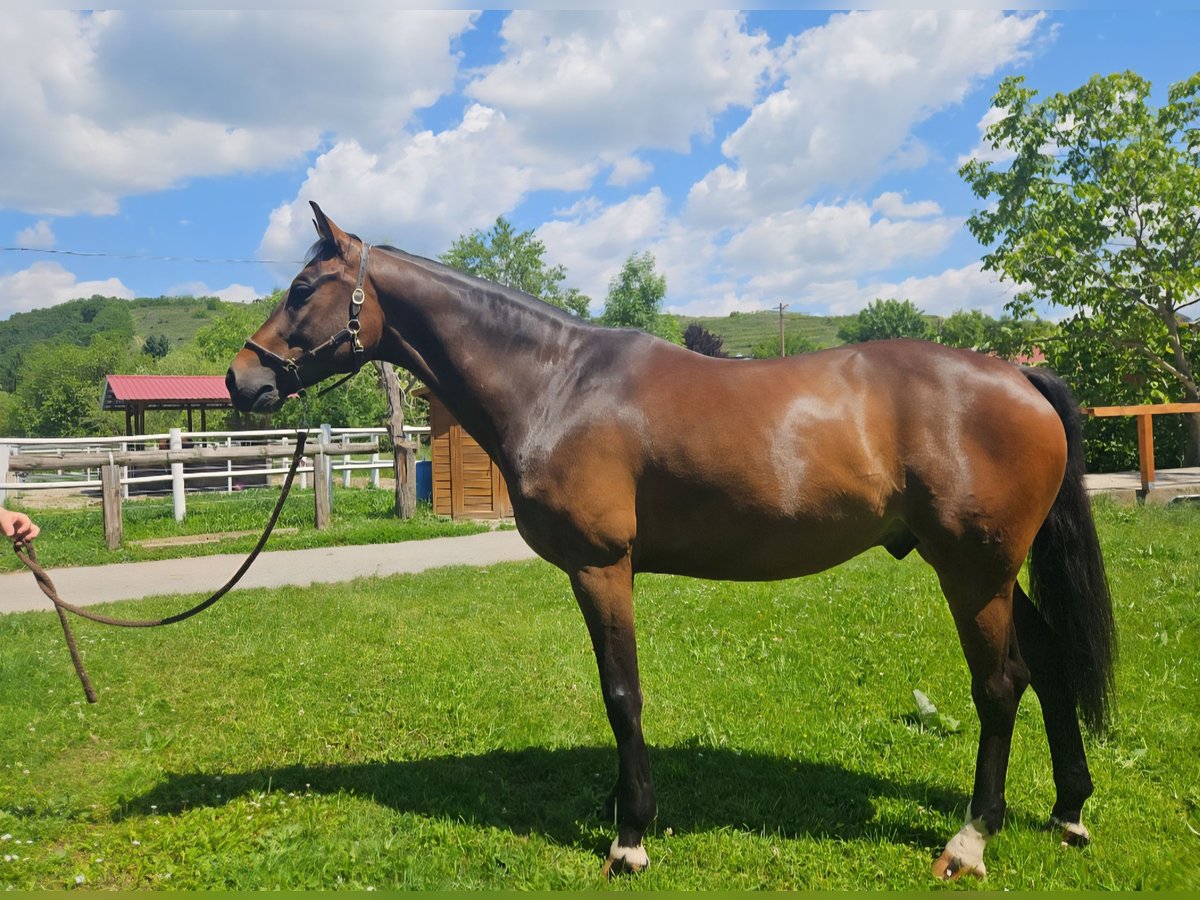 Oldenburger Springpferd Wallach 8 Jahre 167 cm in Stra&#xDF; im Stra&#xDF;ertale