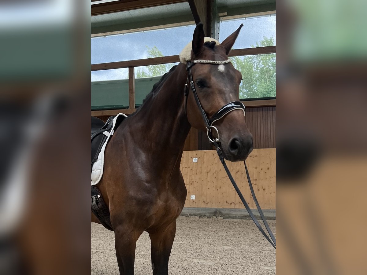 Oldenburger Springpferd Wallach 8 Jahre 169 cm Dunkelbrauner in Neu-Ulm