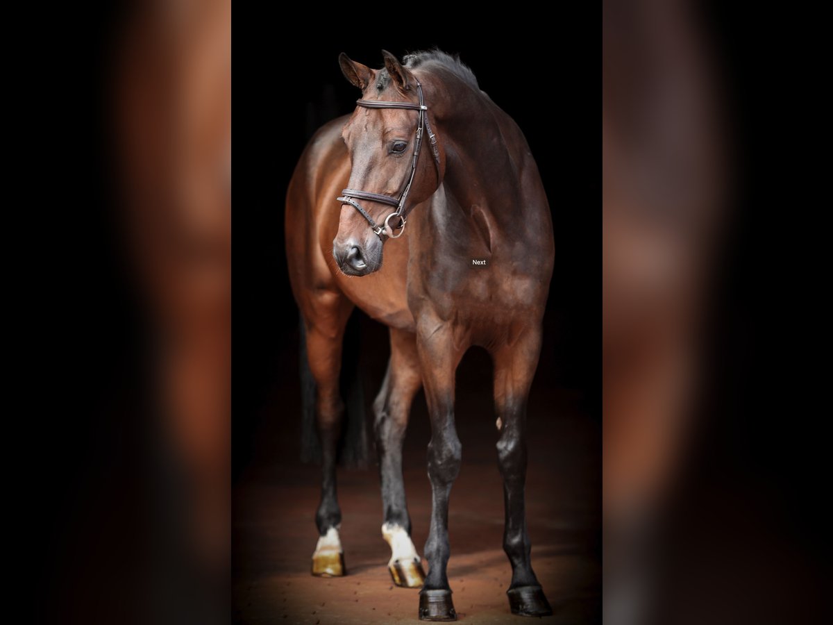 Oldenburger Springpferd Wallach 8 Jahre 170 cm Dunkelbrauner in Bad Bentheim