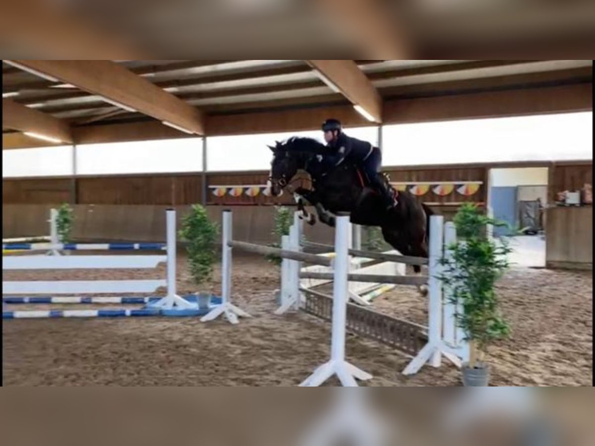 Oldenburger Springpferd Wallach 9 Jahre 165 cm Dunkelbrauner in G&#xF6;ttingen