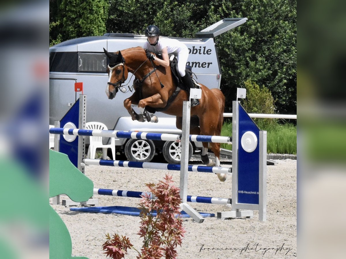 Oldenburger Springpferd Wallach 9 Jahre 166 cm Fuchs in Neu-Ulm
