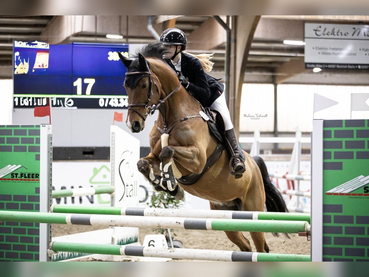 Oldenburger Springpferd Wallach 9 Jahre 170 cm Brauner in Bocholt