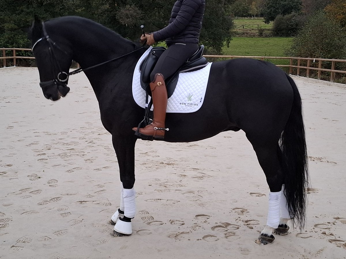 Oldenburger Springpferd Wallach 9 Jahre 170 cm Rappe in Paliseul