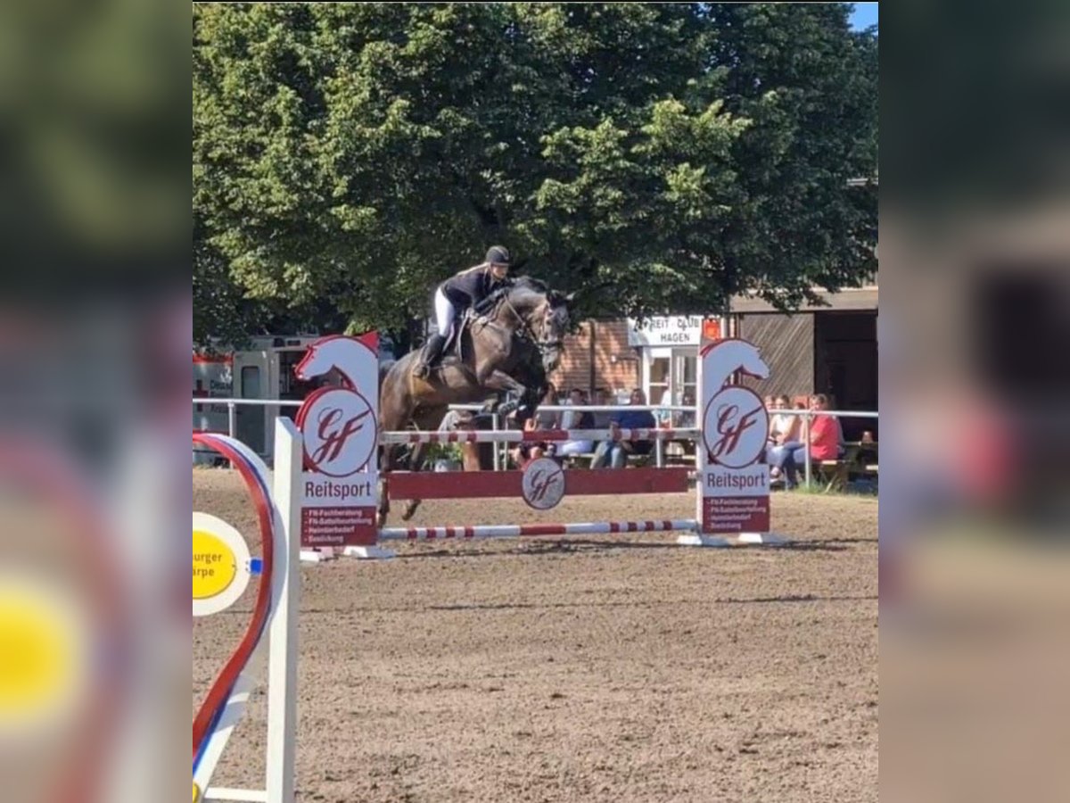 Oldenburger Springpferd Wallach 9 Jahre 173 cm Schimmel in Appen