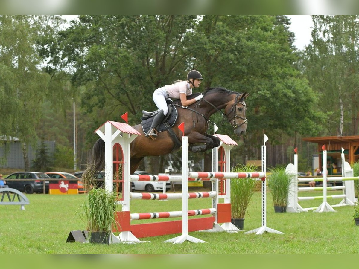 Oldenburger Springpferd Wallach 9 Jahre 173 cm Schimmel in Bleckede