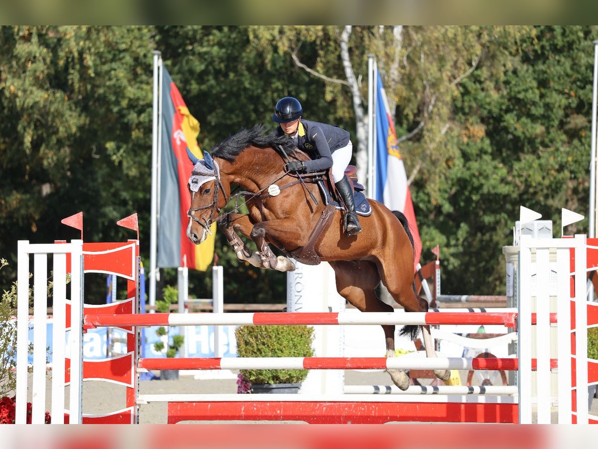 Oldenburger Springpferd Wallach 9 Jahre 175 cm Hellbrauner in Eschede
