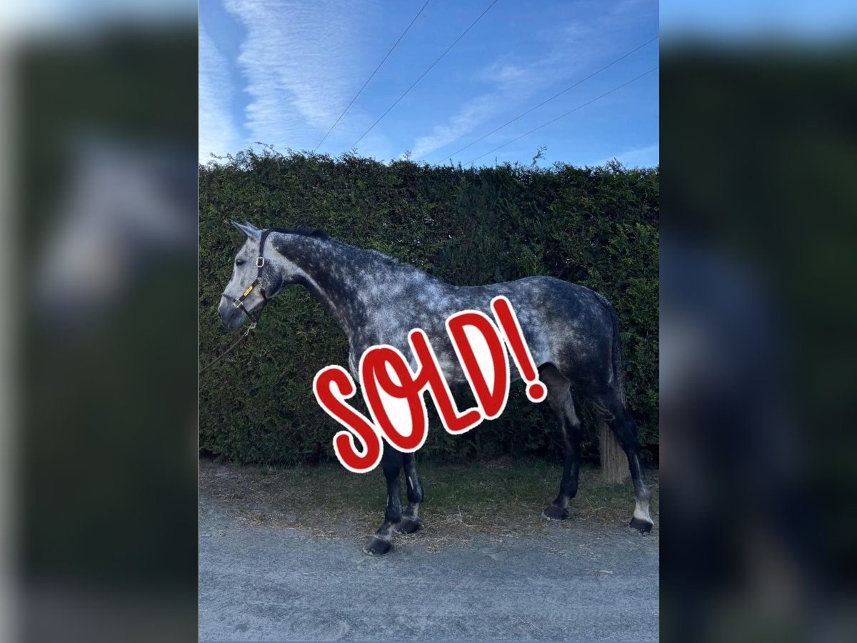 Oldenburger Springpferd Wallach 9 Jahre 179 cm Apfelschimmel in Brechen