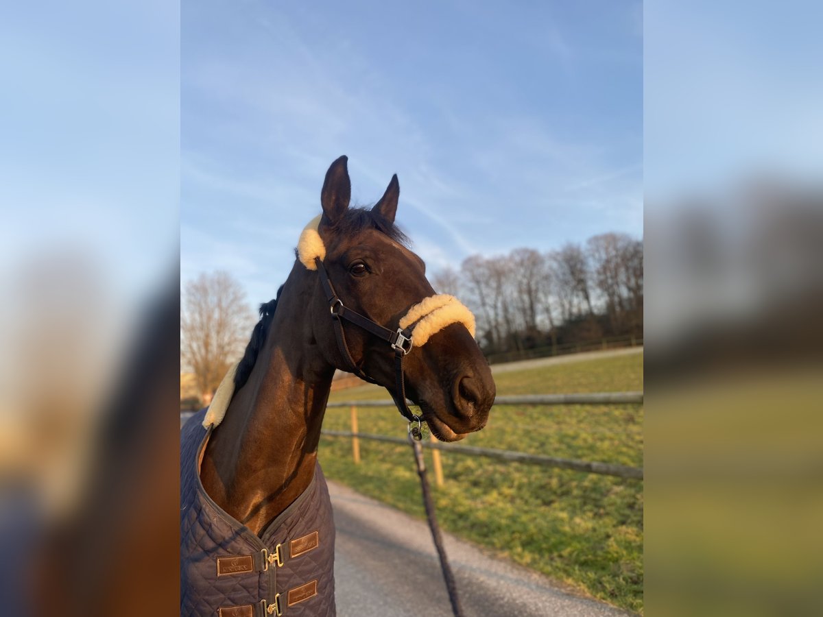 Oldenburger Springpferd Wallach 9 Jahre 181 cm Rappe in WuppertalWuppertal