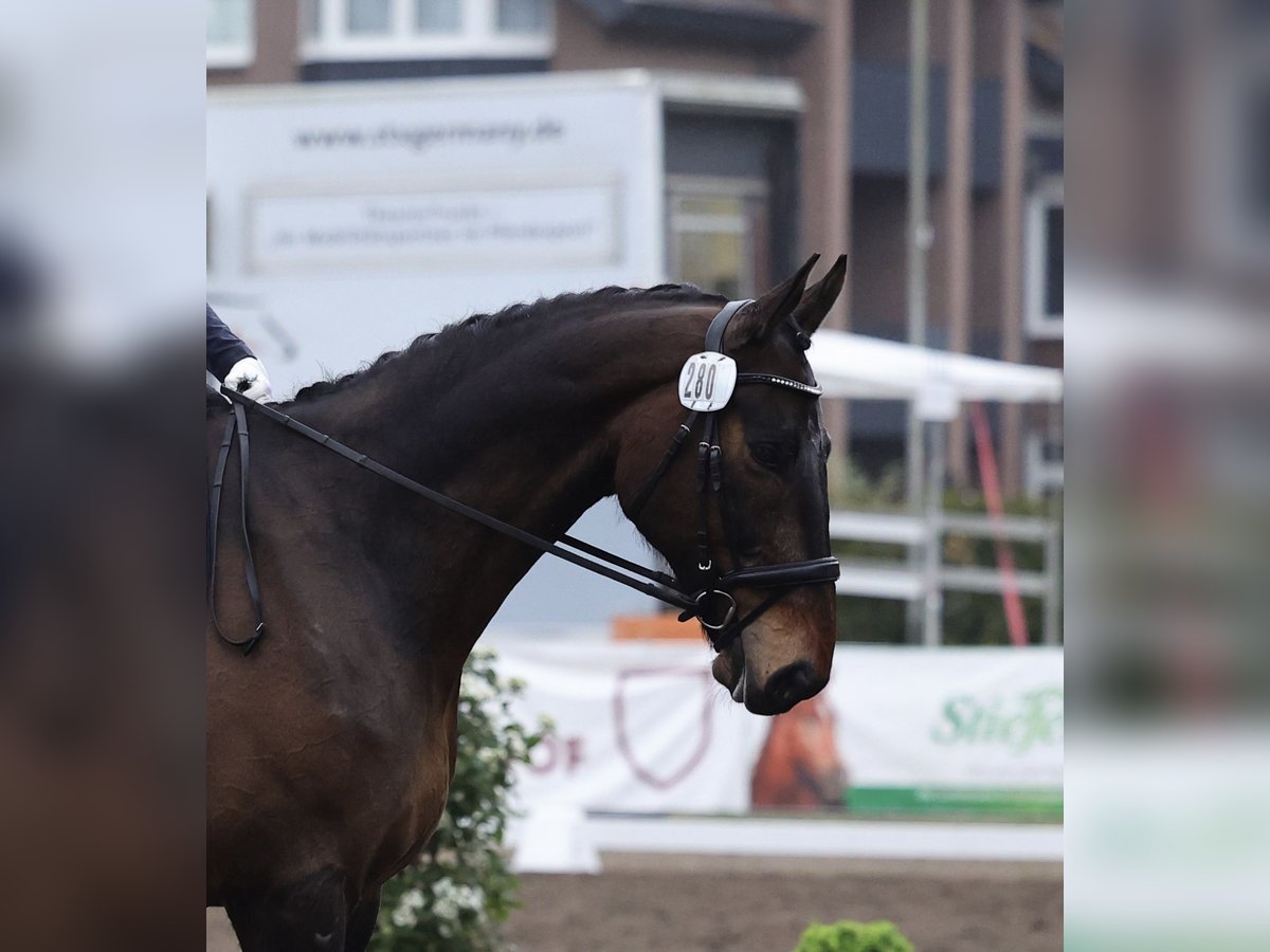 Oldenburger Springpferd Wallach 9 Jahre 184 cm Dunkelbrauner in Malente